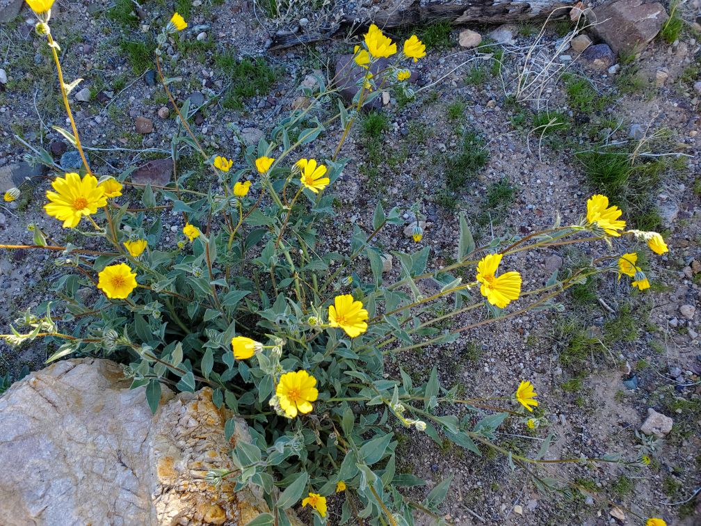 DT-181-2024-03-20 Desert Trail south of Tecopa