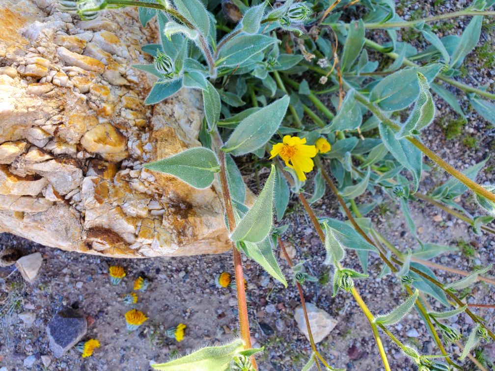 DT-182-2024-03-20 Desert Trail south of Tecopa