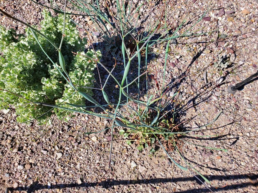 DT-188-2024-03-20 Desert Trail south of Tecopa