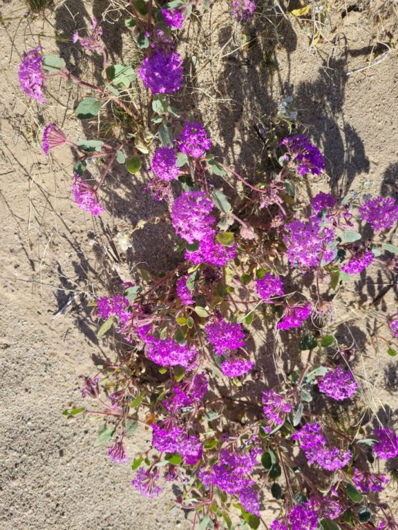 Verbena