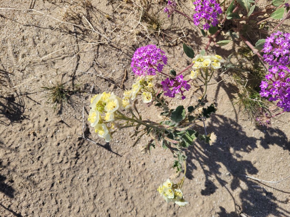 Verbena & Flower - What Kind?