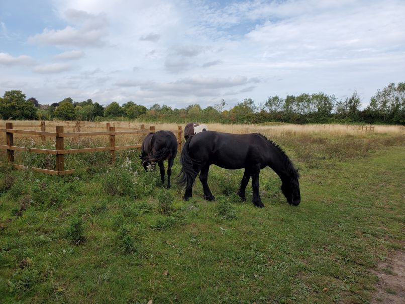 Horses along river path