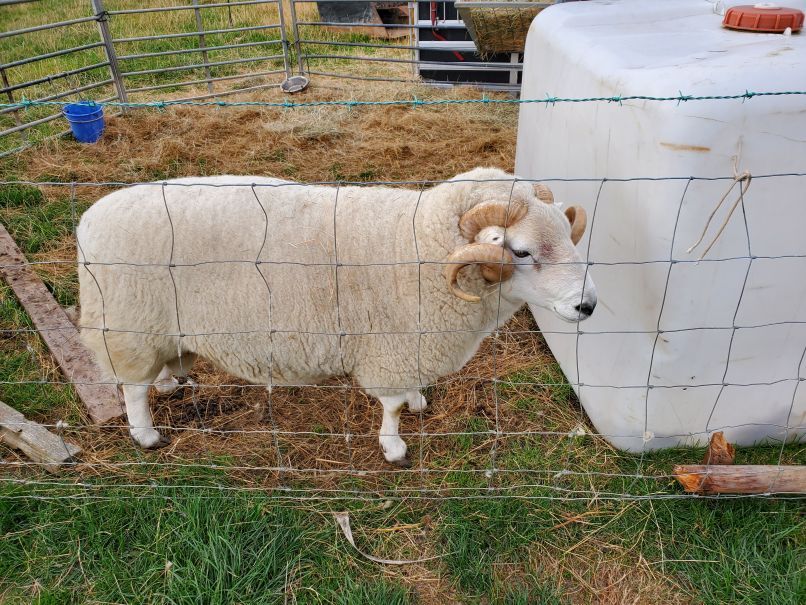 Ram at Mathew's farm