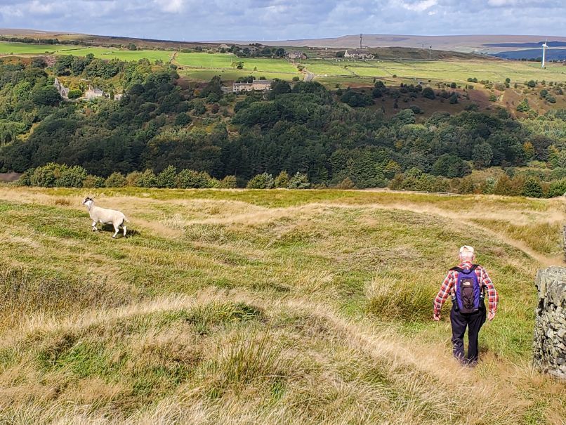 Mike descending meadow w sheep