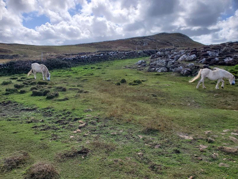 White Horses