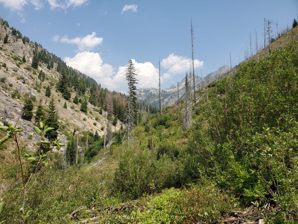 GSL-007-08-03-2021.View-of-peaks-on-Trail-Ck-Tr.