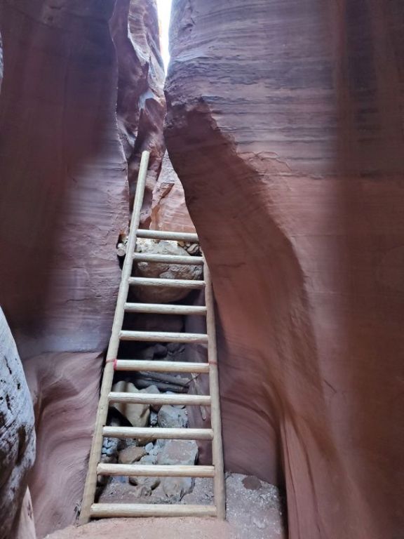 Holy cow a Ladder