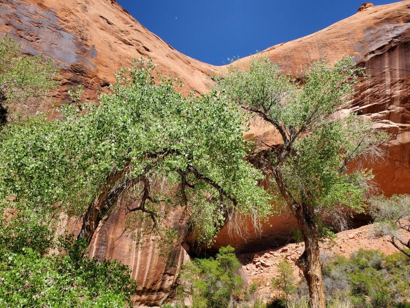 Trees, Rock, Sky Coyote Gulch