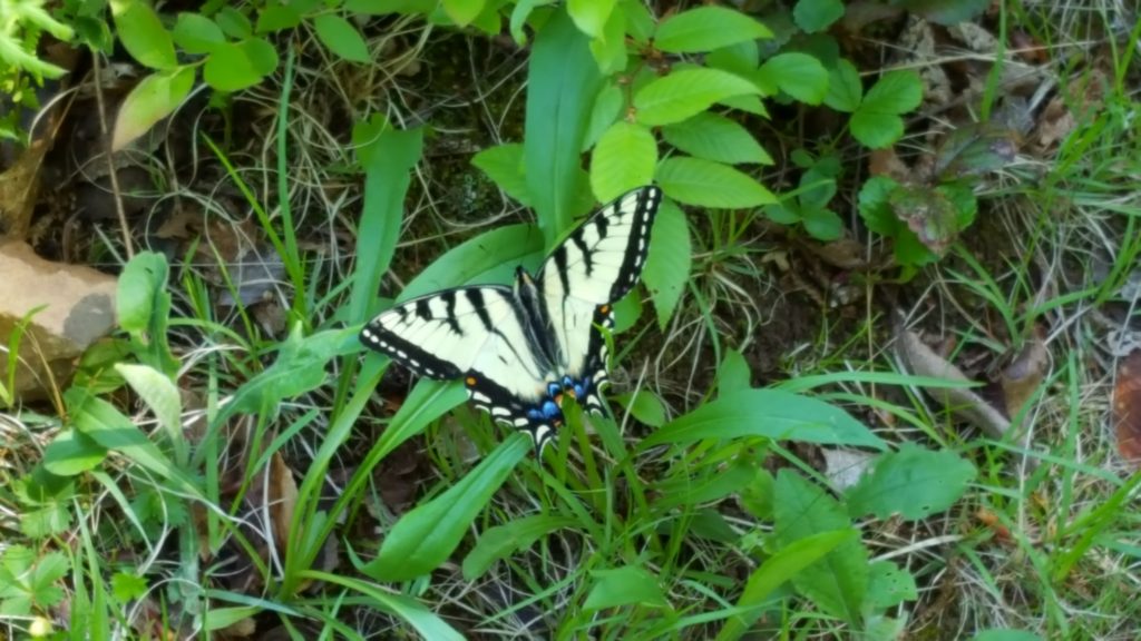 Monadnock-038-2017-06-07_Butterfly-Parker-Tr2017-06-0707-06-17