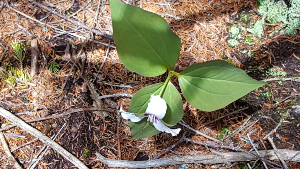 Monadnock-052-2017-06-07_Trillium2017-06-0707-06-17