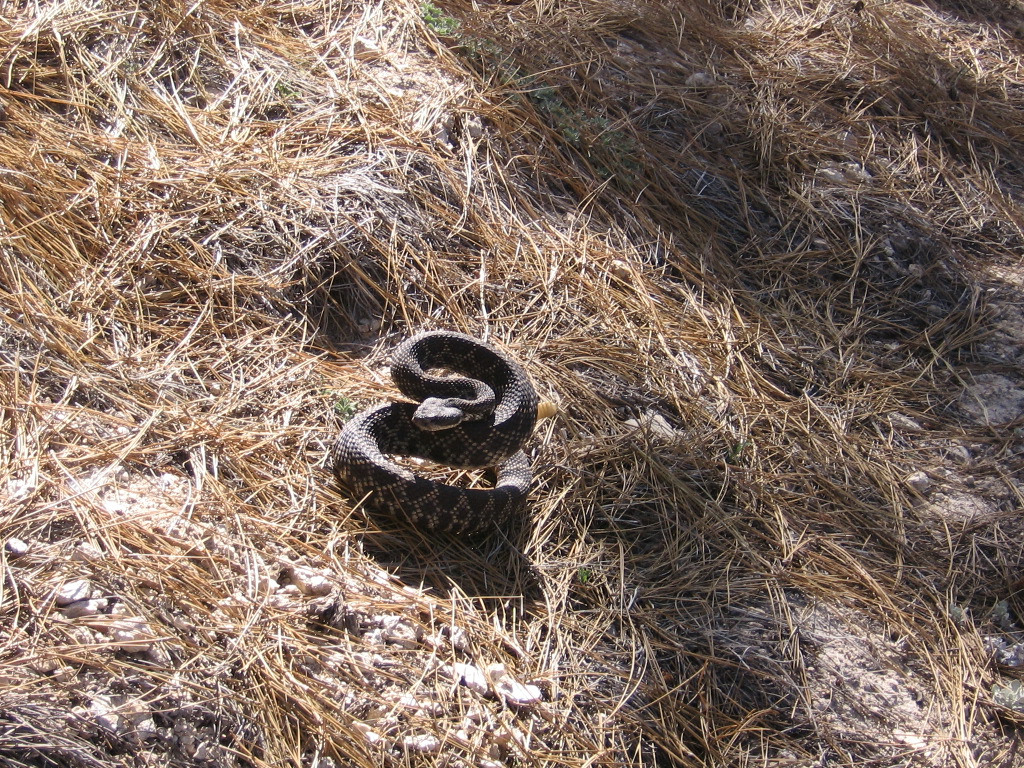 My first rattle snake
